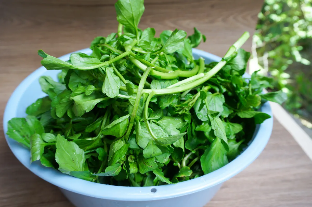 Egy tál vízitorma a világ legegészségesebb zöldsége.