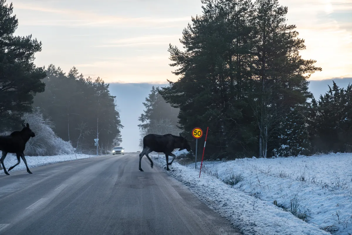 Fehér karácsony Uppsala