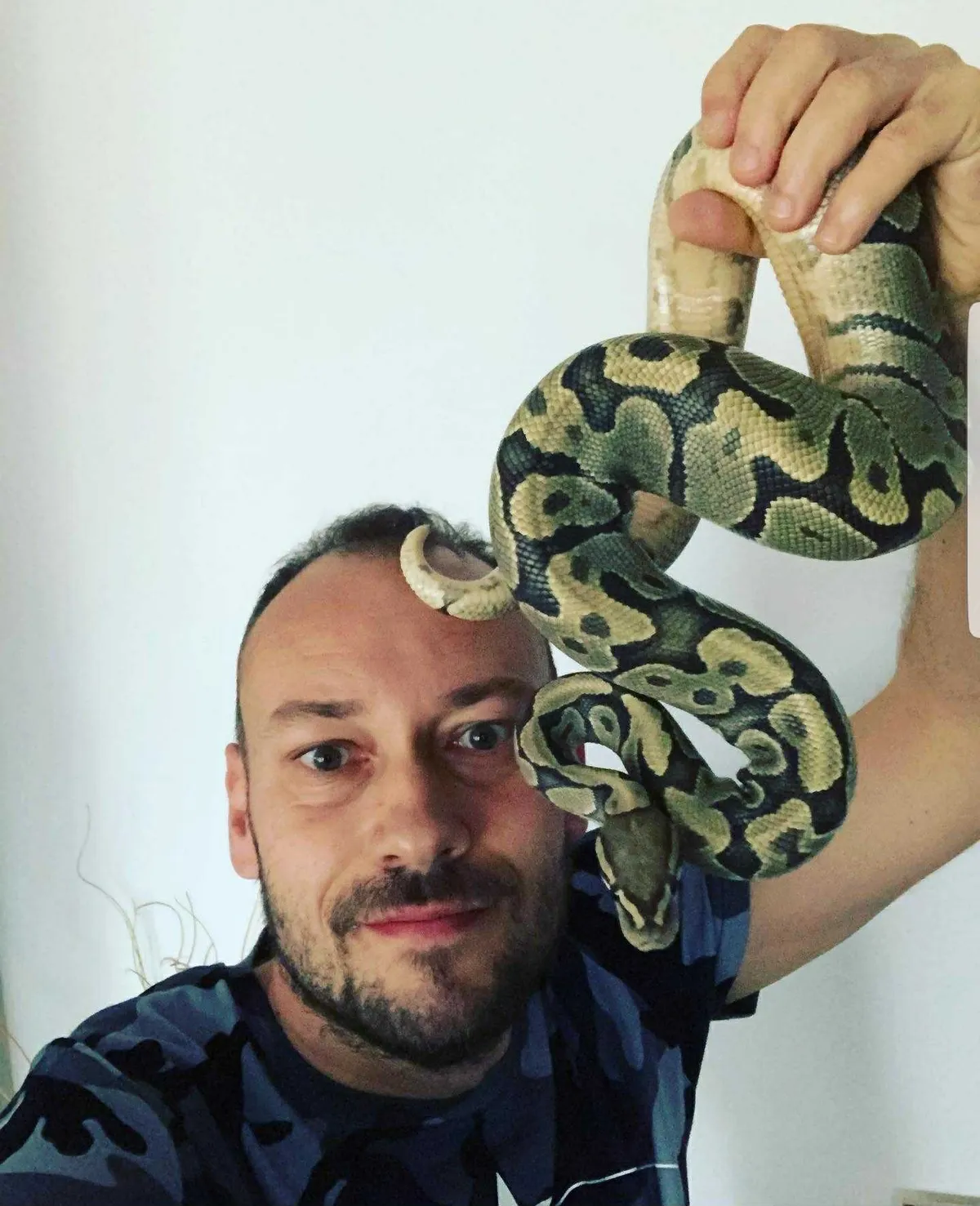 Egy királypiton Both Zoltán állatbefogó vállán