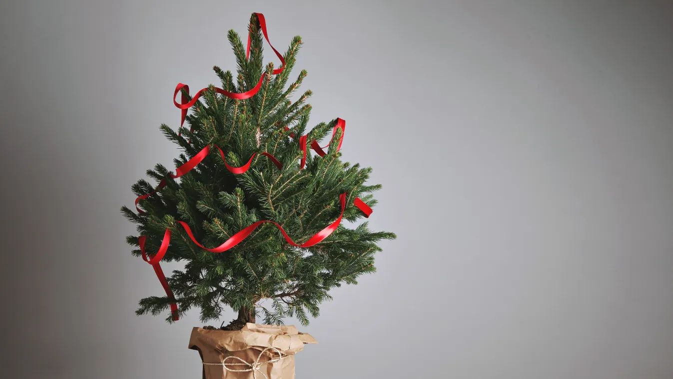 Meg fogsz lepődni: a profilozó szerint ezt árulja el a személyiségedről a karácsonyfád