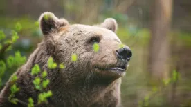 Ezt tedd, ha medvével találkozol