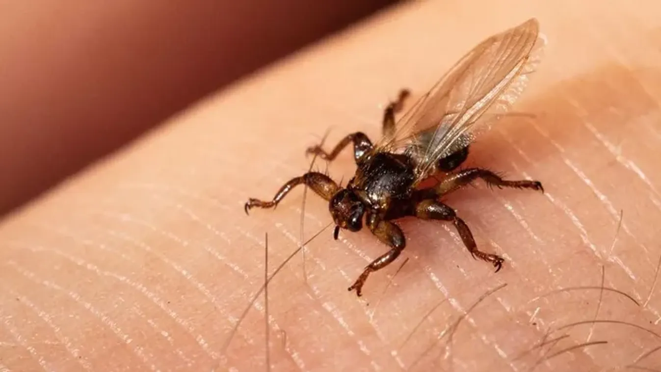 Figyelmeztetnek a szakértők: Magyarországra érkezett egy vérszomjas rovar