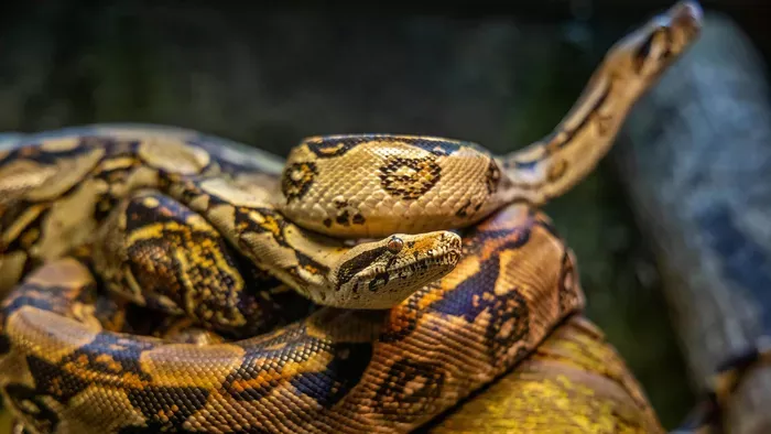 Királypiton bújt elő egy kazincbarcikai panellakás vécéjéből