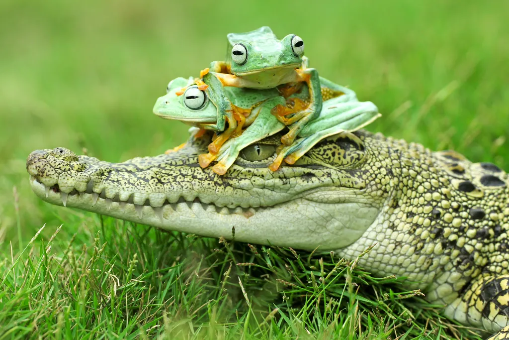 Krokodil békákkal a fején