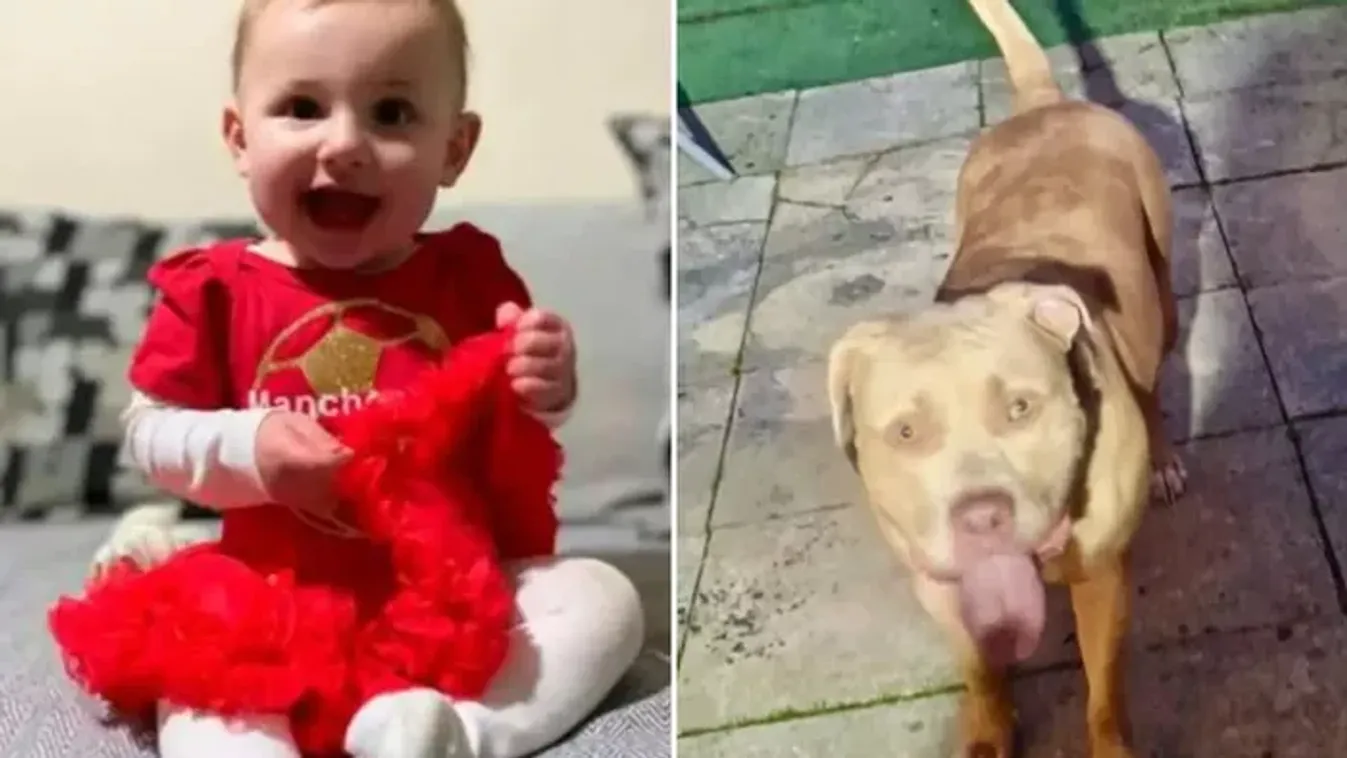 A család kutyája rontott a 8 hónapos Arabellára, kómába került