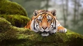 Kvíz ami még az állatorvosokon is kifog – Vajon rajtad is?