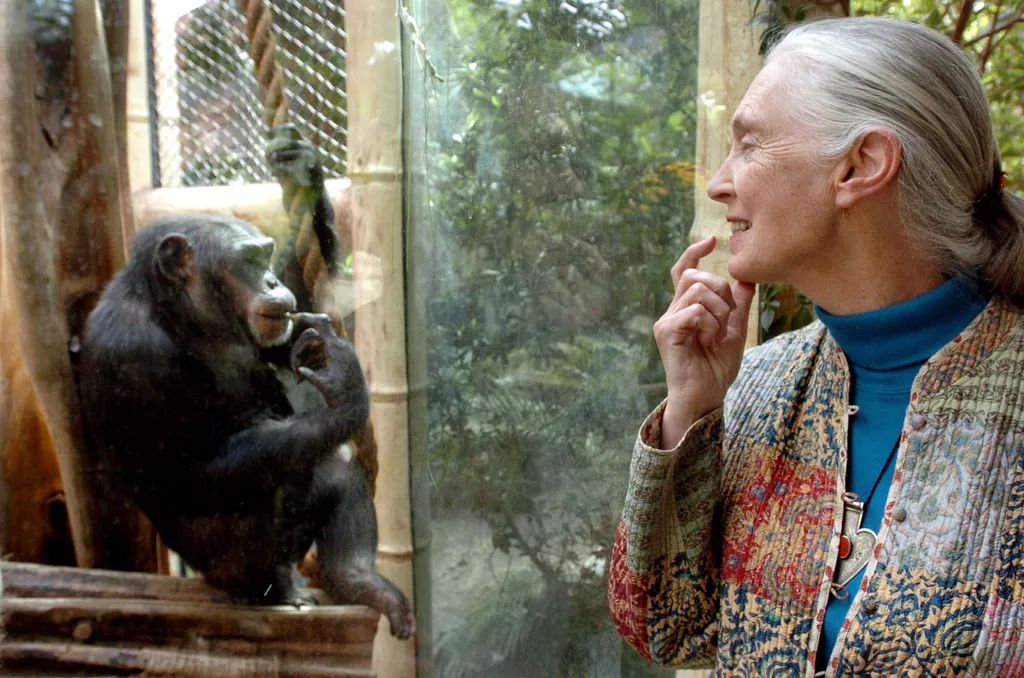 Jane Goodall 1934-ben született Angliában, és már gyermekkorában az volt az álma, hogy Afrikában figyelhesse meg a vadon élő állatokat.