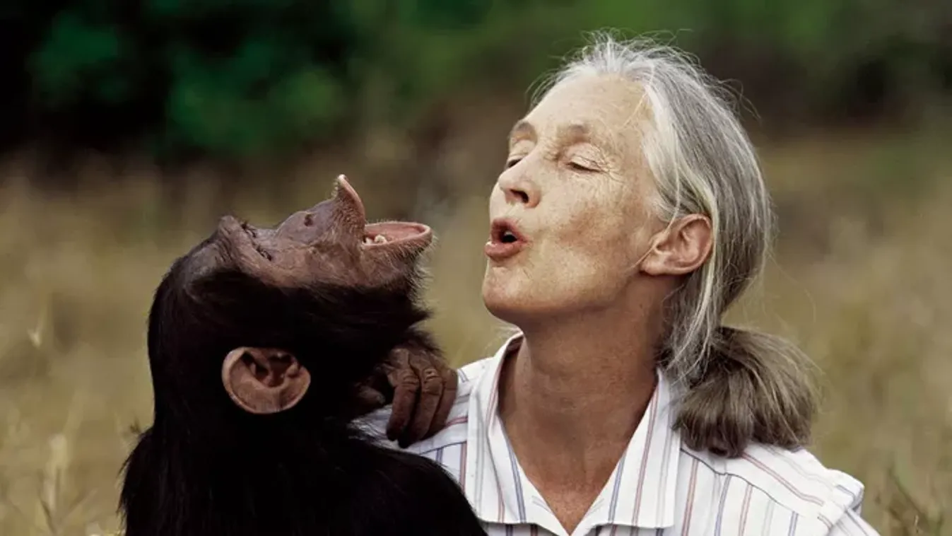 Meghalt a nő, akit még a csimpánzok is anyjukként szerettek: Ezeket a Jane Goodall-filmeket nem szabad kihagyni
