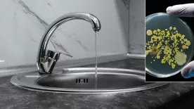 Sárgás víz folyik a csapból? - valójában egy élőlény az oka