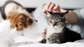 Vajon kutya- vagy a macskalélek lakozik benned? Ez a játékos személyiségteszt elárulja