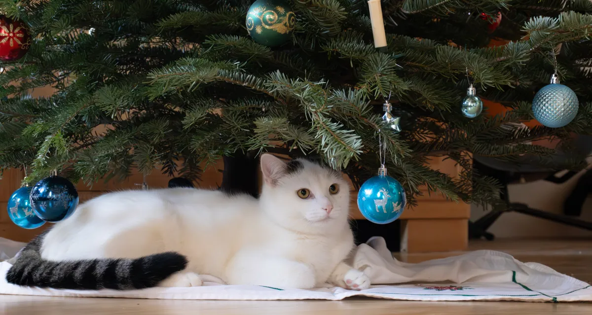 Cicabiztos karácsonyfa