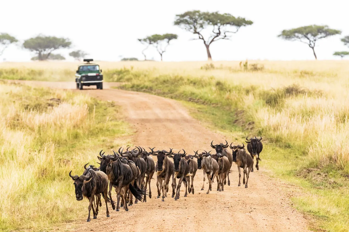 Wildebeest,,Migration,,Africa,,Kenya,,Travel,,Safari,,Tourism,,Road,,Crossing,,Vehicle,