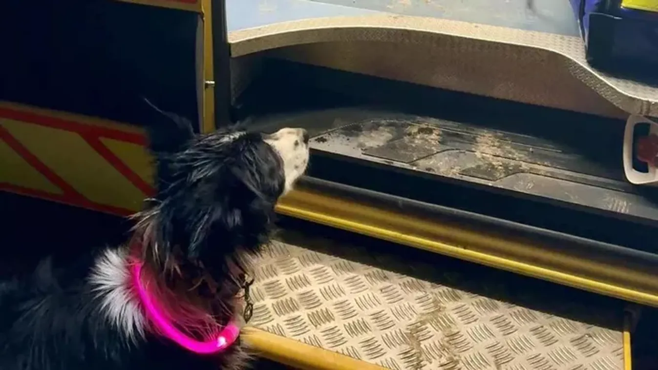 „Kicsúszott az ág a kezemből” - Megszólal a kutyáját mentő, aknába zuhant lány