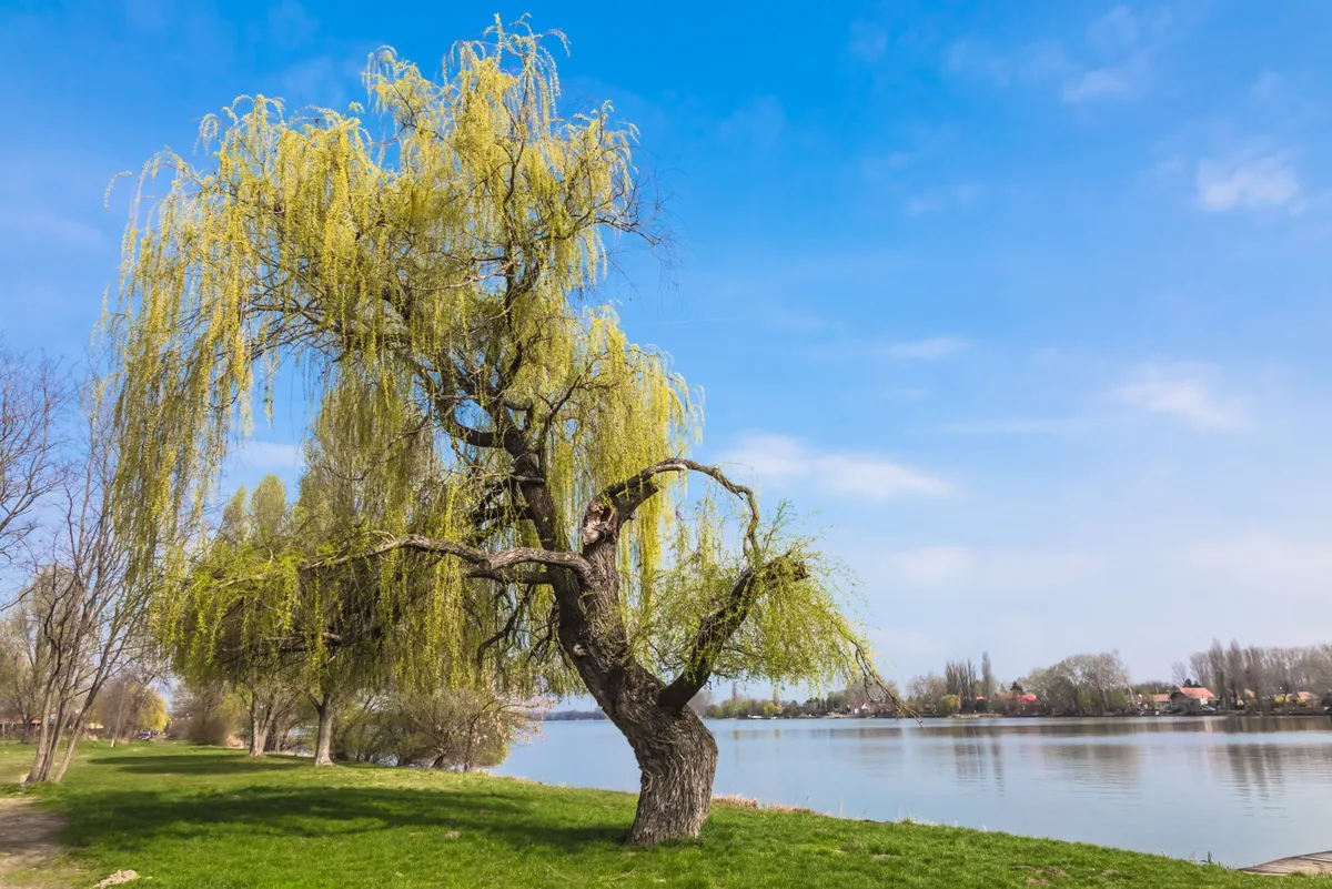 Ráckeve látnivalói Duna-part