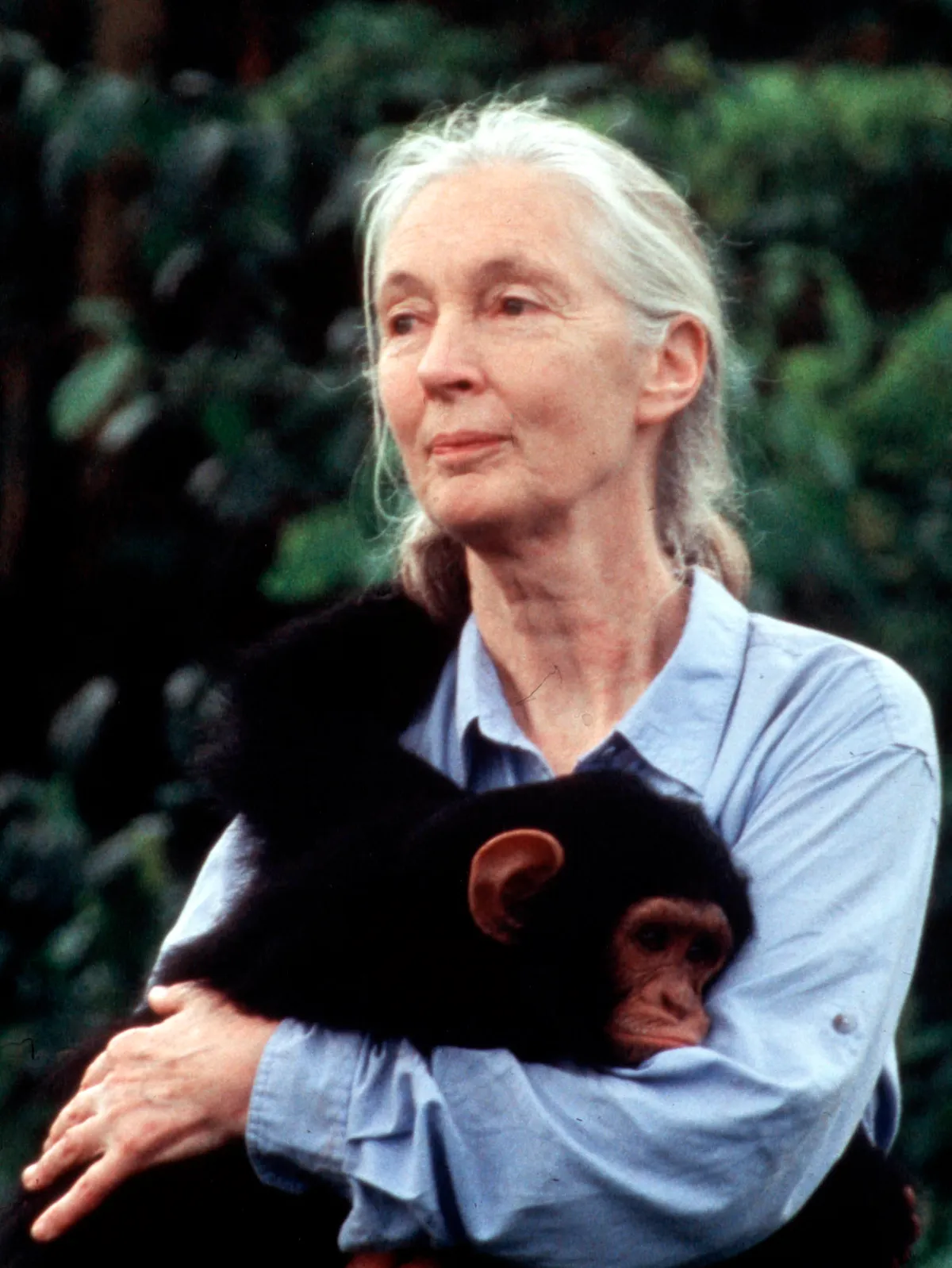2002 - Jane Goodall's Wild Chimpanzees - Movie Set