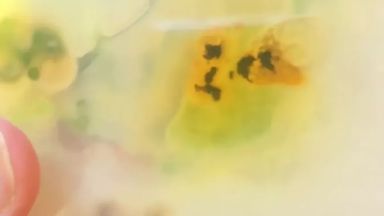Rita a növényorvos leleplezte: ez rejtőzhet a klímádban! - Videó