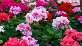 Muskátli teleltetése lépésről lépésre – Ha így csinálod, tele lesz virággal tavasszal