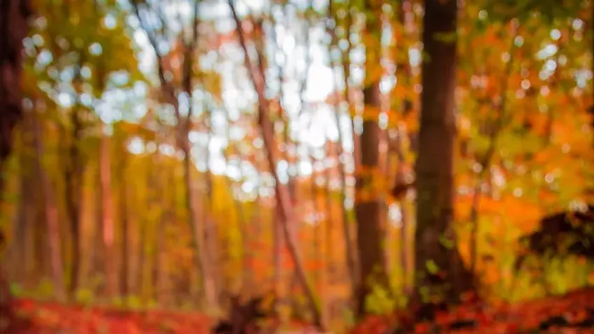 Lángoló falevelek, gőzölgő Tisza: ilyen a természet ősszel az Alföldön