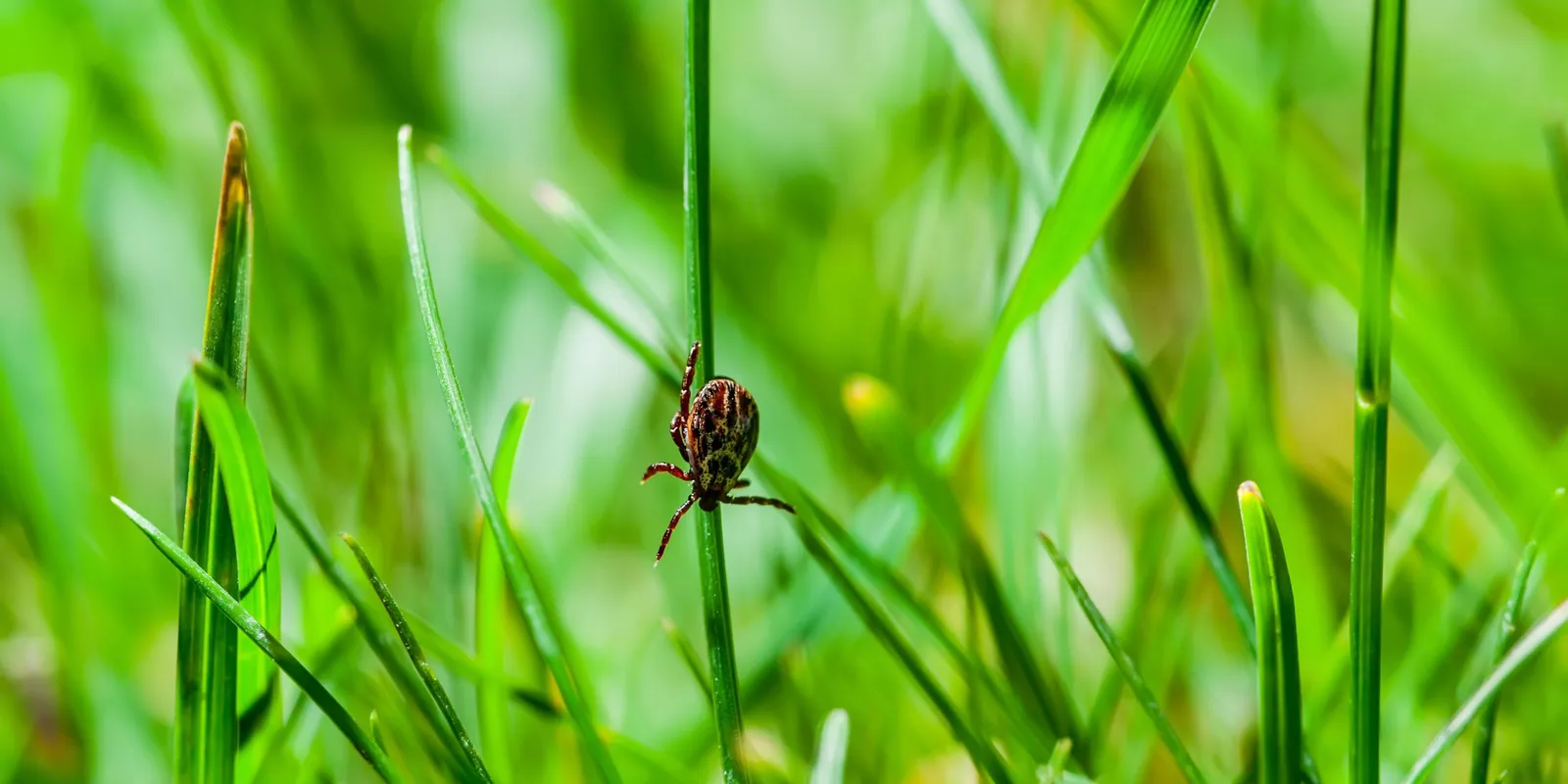 Beleharapott a hamburgerbe, szörnyethalt a 47 éves pilóta