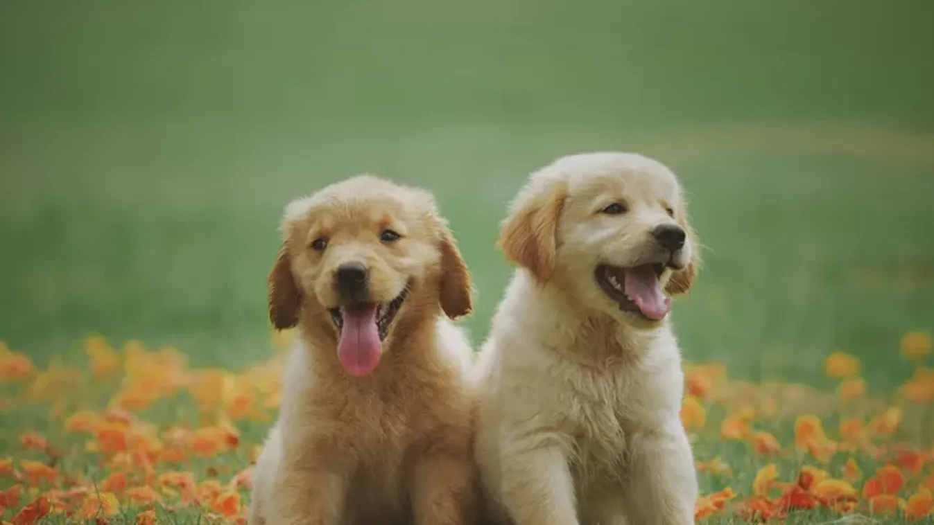 Brutális megszorítást tervez a Tisza Párt: a nyugdíjasokat, a kutya- és macskatartókat büntetnék