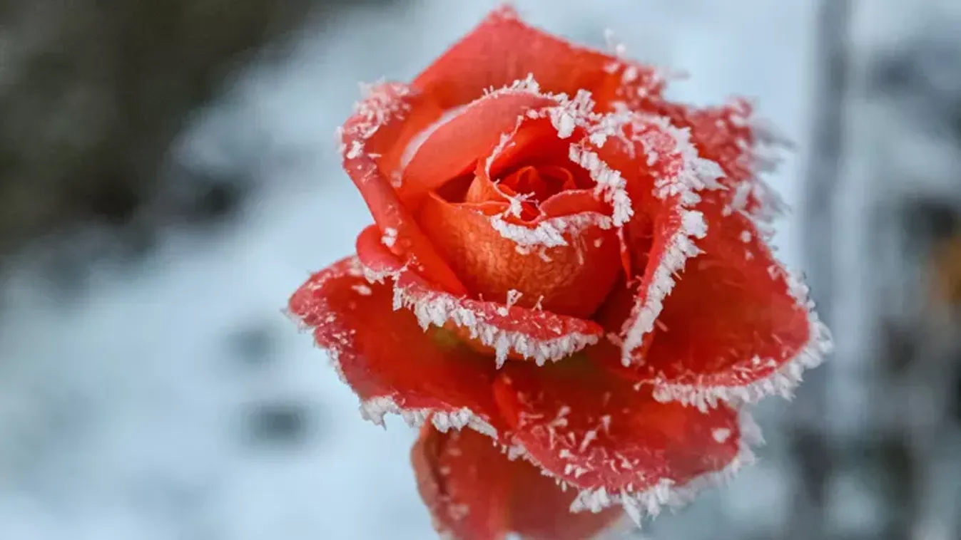 Rózsa teleltetése - Így nem fagy el a rózsa a kertünkben