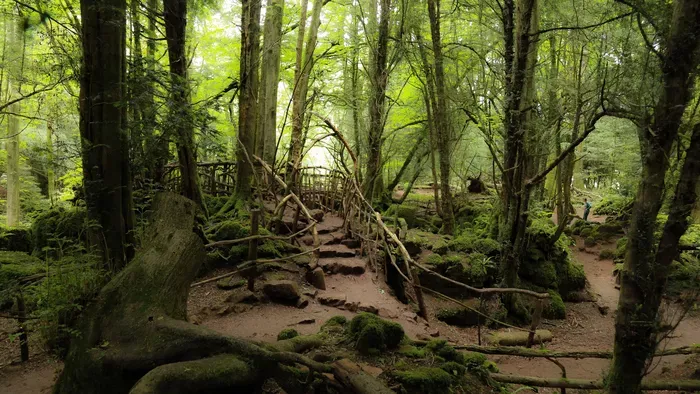 Egy mesebeli erdő, ahol kedvenc filmjeinket forgatták