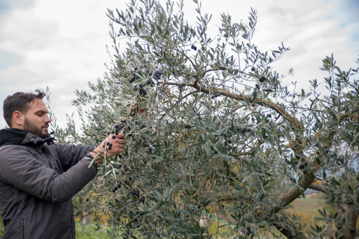 Az olajbogyó-szüret során kézzel szedik a bogyókat.