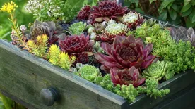 Ezt nem is hinnéd a kövirózsáról: nem csak a sebeket gyógyítja