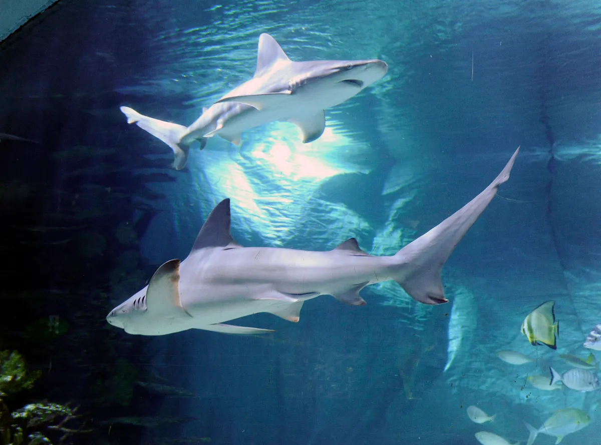 Homoki tigriscápák a budapesti Tropicariumban