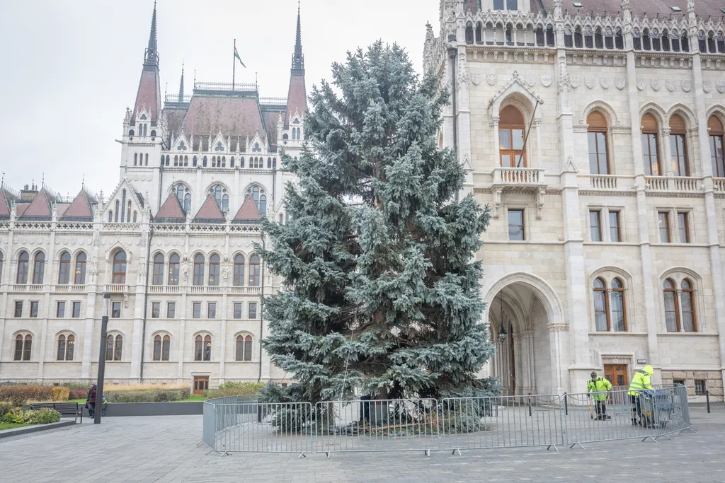 2025.11.24.Az ország karácsonyfájának felállítása