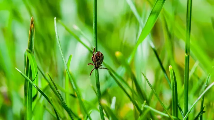 Beleharapott a hamburgerbe, szörnyethalt a 47 éves pilóta
