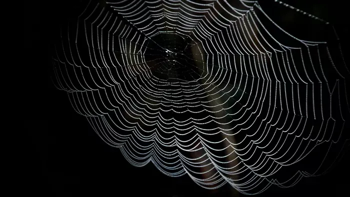 2000 pókkal élt együtt egy család öt éven át