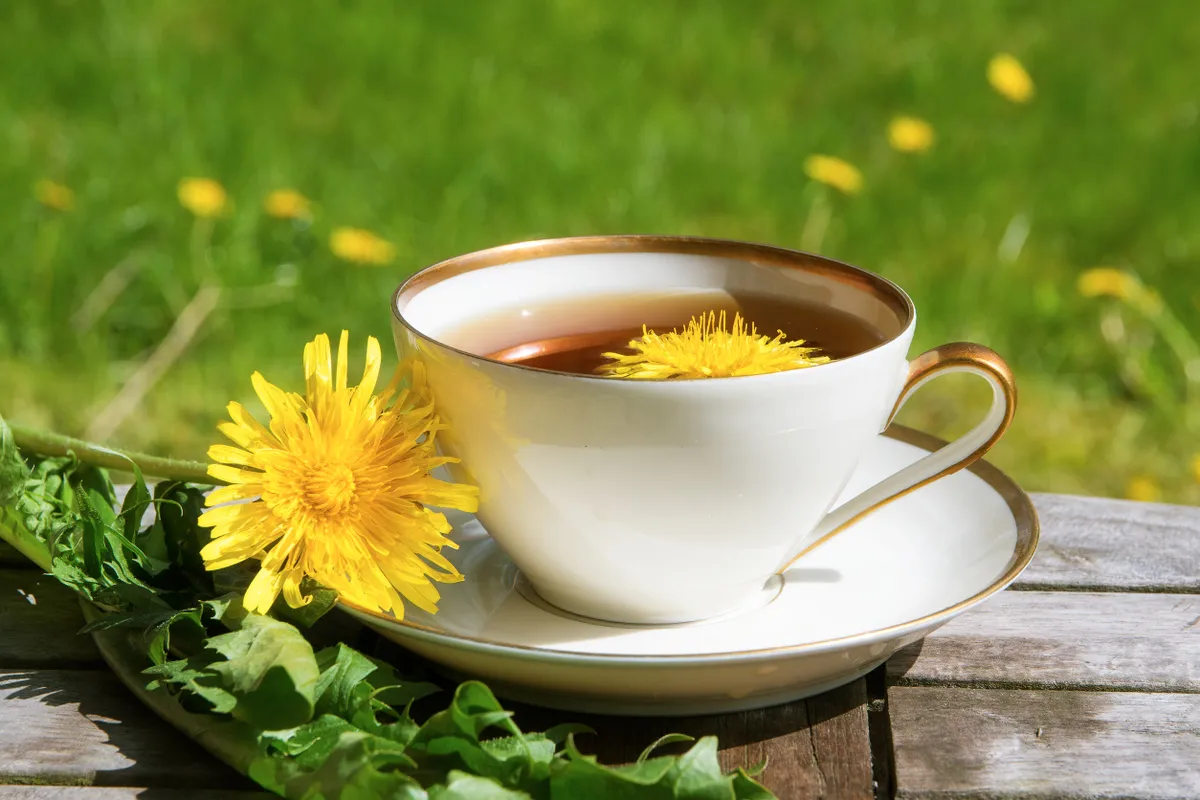 Egy csésze pitypangból készült kávé az eredeti koffeines kávé helyett.