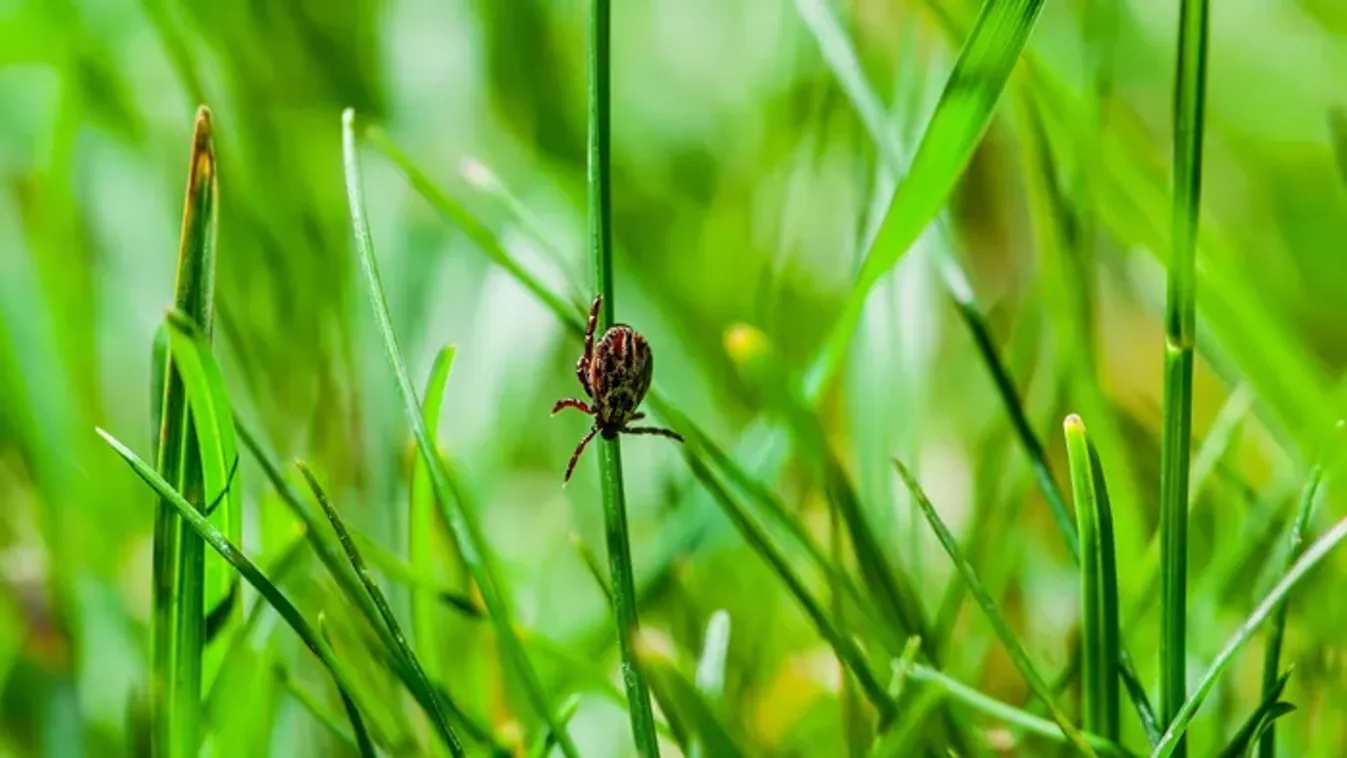Beleharapott a hamburgerbe, szörnyethalt a 47 éves pilóta