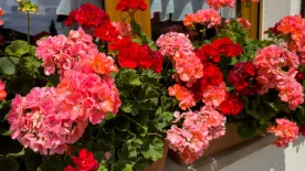 A muskátli teleltetése – Így lesz szép jövőre is a virágunk