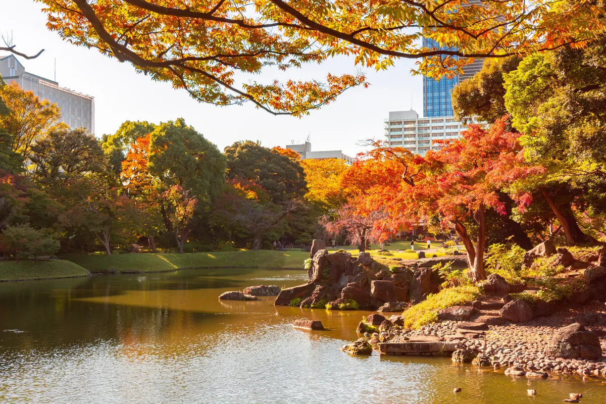 A Koishikawa Korakuen japánkert őszi színekben pompázik.
