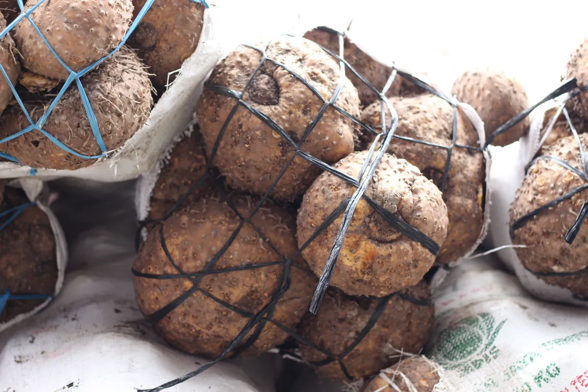 A képen a konjac tészta alapja a konjac növény gumója