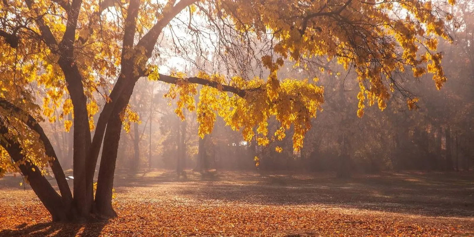 Köd, napfény, eső - mindenből jut a hétre