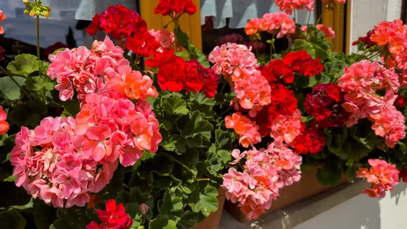 A muskátli teleltetése – Így lesz szép jövőre is a virágunk