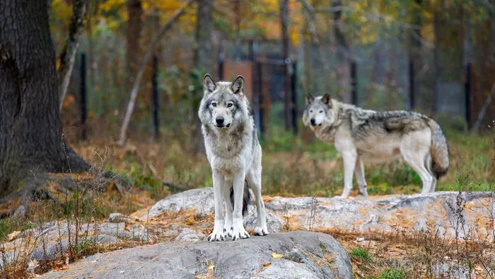 Farkasok Magyarországon – Így viselkedj, ha összefutsz velük