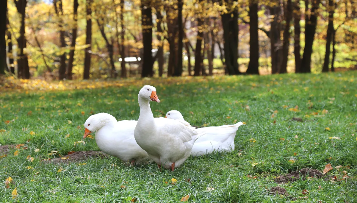 A Márton-napi babonák főszereplői