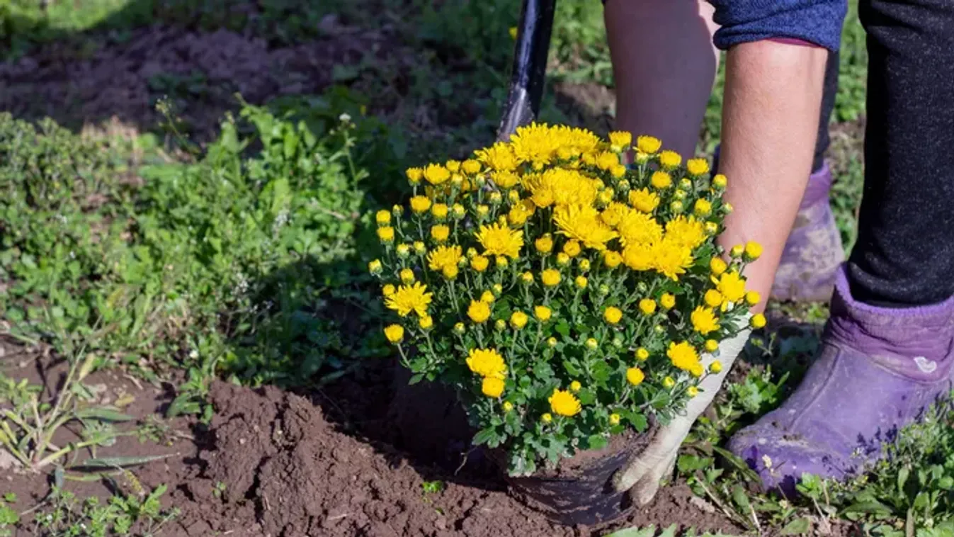 Így ültessük el a krizantémot