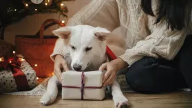 Garantált a boldogság: 5 szuper karácsonyi ajándékötlet kutyásoknak