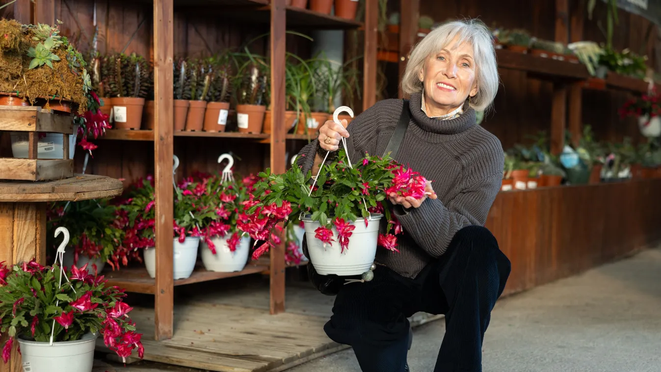 Karácsonyi kaktusz gondozása: így lesz tele virágokkal