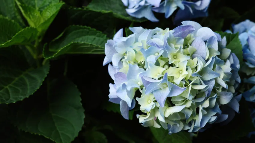 Kvíz kérdést ábrázoló kép