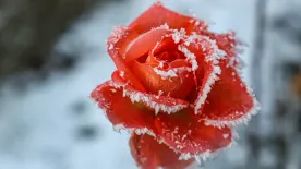 Rózsa teleltetése - Így nem fagy el a rózsa a kertünkben