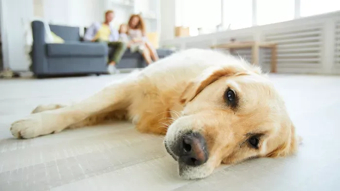 Egy szimuláció most leleplezi, hogyan látnak minket a kutyák