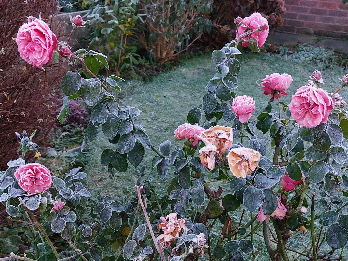 Rózsa teleltetése a hidegben