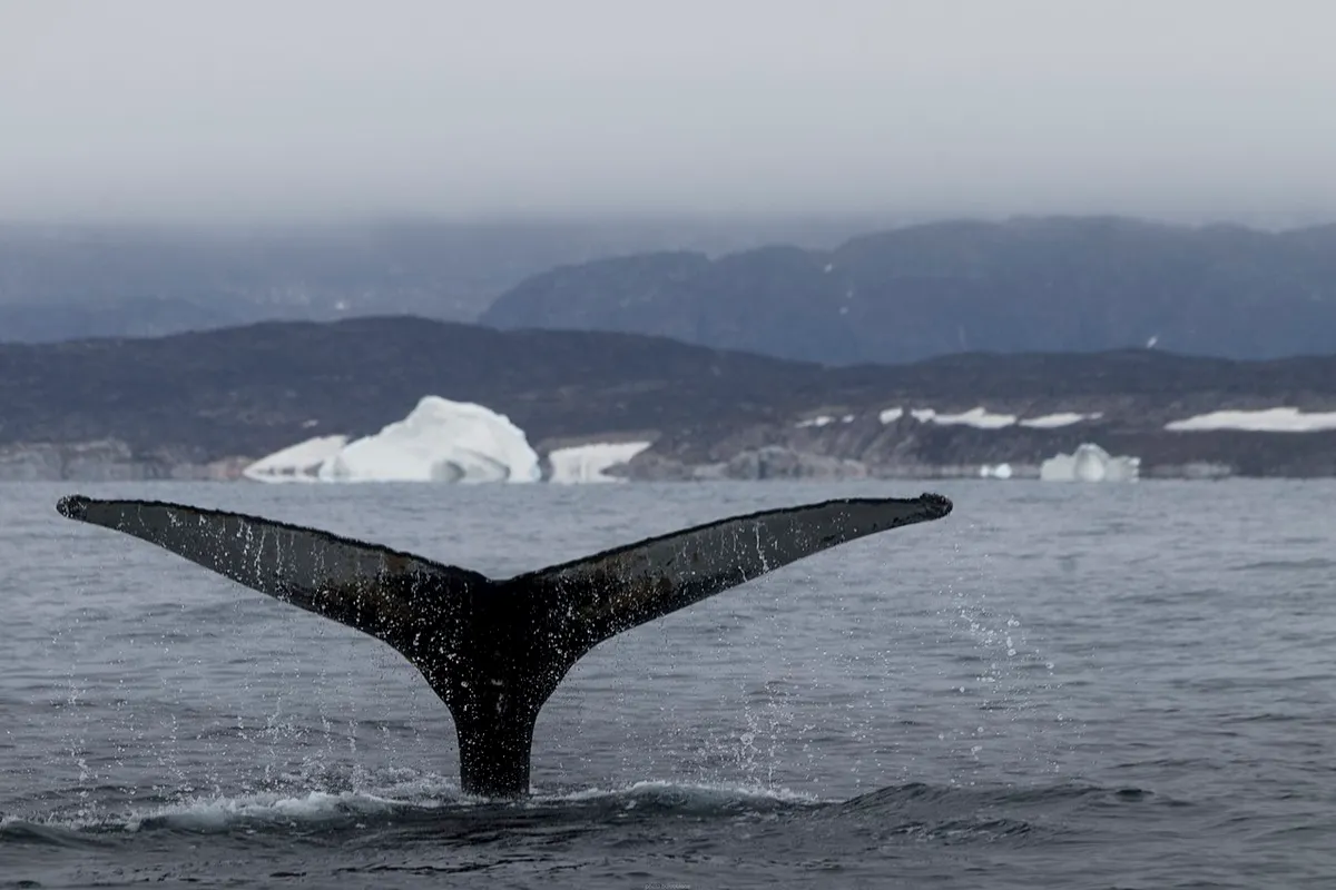 A digitális detoxnak köszönhetően Grönlandon a tökéletes élmények várnak, mint a bálnales.