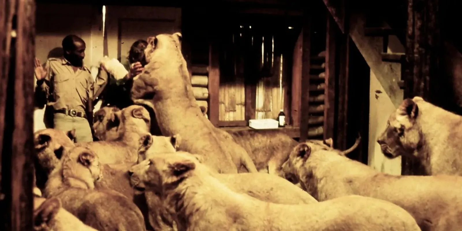 Vérengzés: oroszlánok támadtak a stábra, 72-en megsérültek!